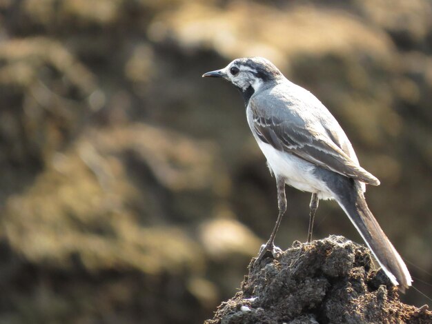 Environment and beautiful birds