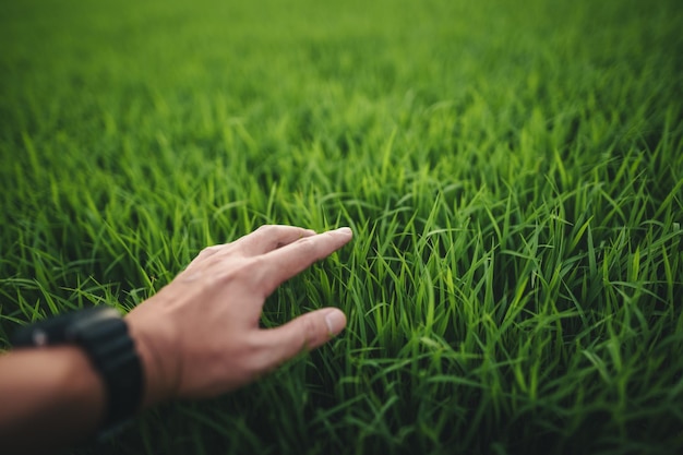 Photo environment concept hands touching natural green grass