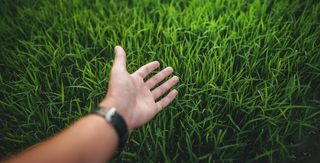 Photo environment concept hands touching natural green grass