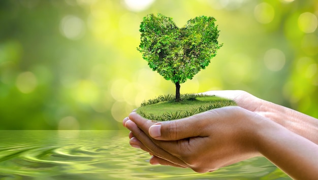 Environment Earth Day In the hands of trees growing seedlings Bokeh green Background Female hand holding tree on nature field grass Forest conservation concept