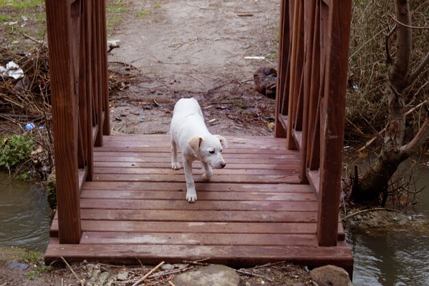 A environment view wooden bridge and puppy