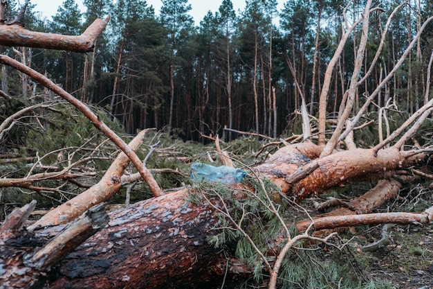 Environmental issues, problems. Plastic bottle in trunk of pine fallen tree. Windfall in pine forest. Storm damage. Fallen trees in coniferous forest after strong hurricane wind.