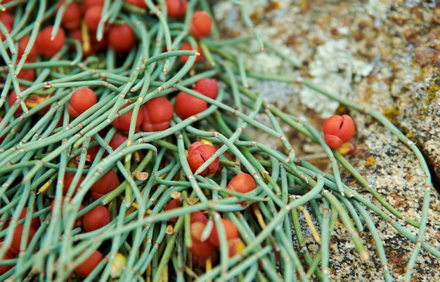 Ephedra monosperma .near lake Baikal,  Russia