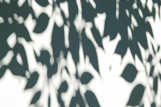 Photo ephemeral impressions exploring the visual impact of natural tree leaf shadows on a white background