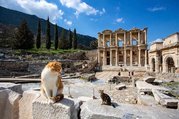 Ephesus historical ancient city and cat. Izmir / Turkey