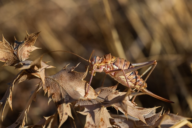 Ephippiger ephippiger. Female cicada photographed in their natural environment.