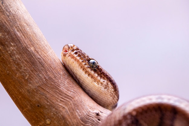 Epicrates cenchria is a boa species endemic to Central and South America. Common names include the rainbow boa, and slender boa