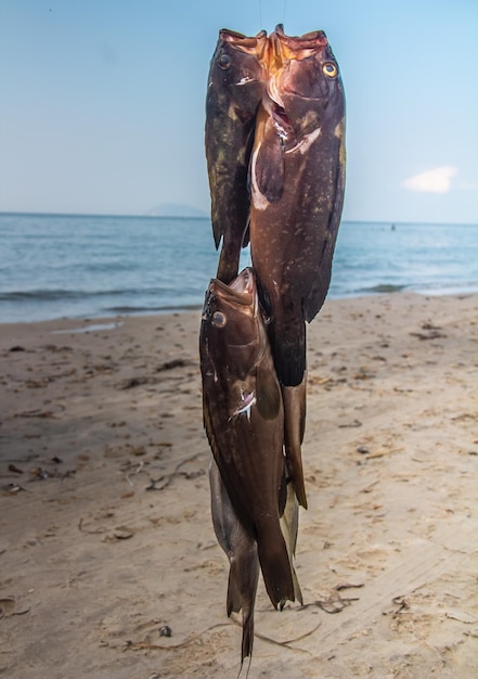 Epinephelinae Fish Caught on a Fishing Trip