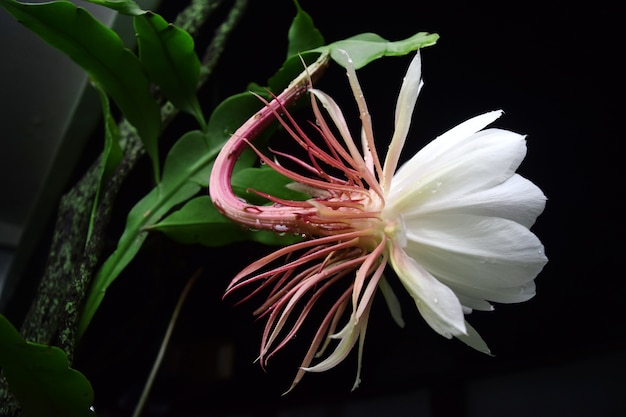 Epiphyllum anguliger flowers are in bloom