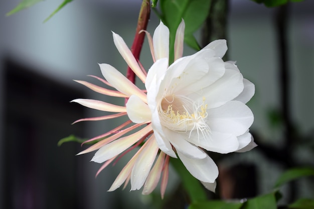 Epiphyllum oxypetalum