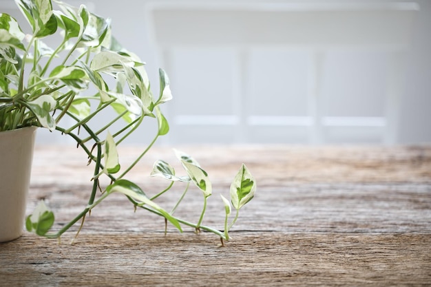 Epipremnum aureum Pearls and Jade Pothos on wooden table