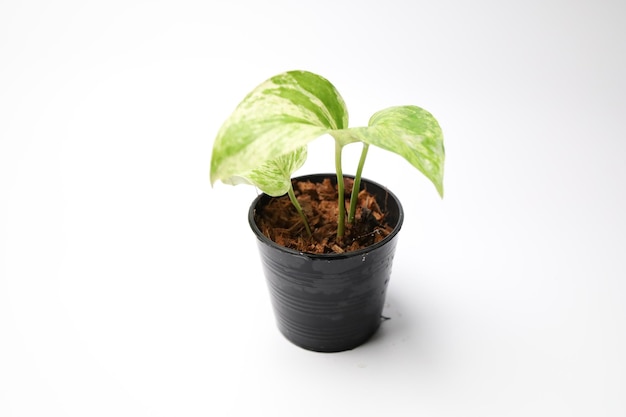 Epipremnum aureum in white background