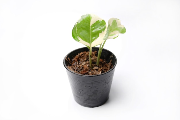 Epipremnum aureum in white background