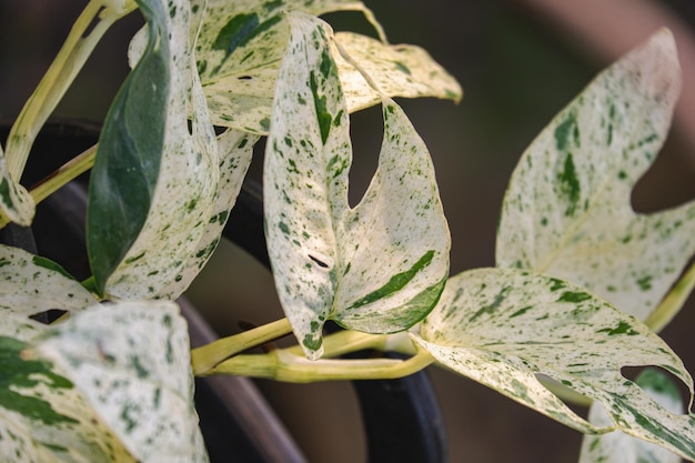 Epipremnum  Pinnatum Marble Variegated indoor plants