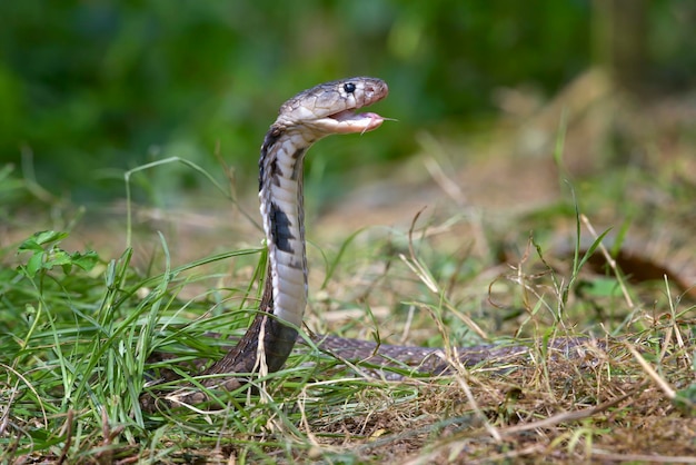 Equatorial Spitting Cobra ( Naja sumatrana) in attack position