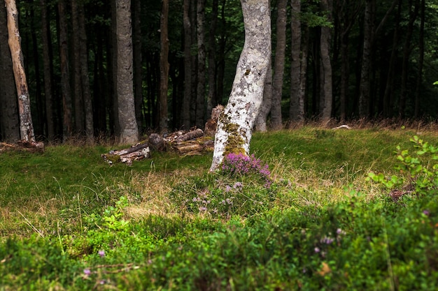 Erika flowers under a tree in the Wood of the Pyrenees