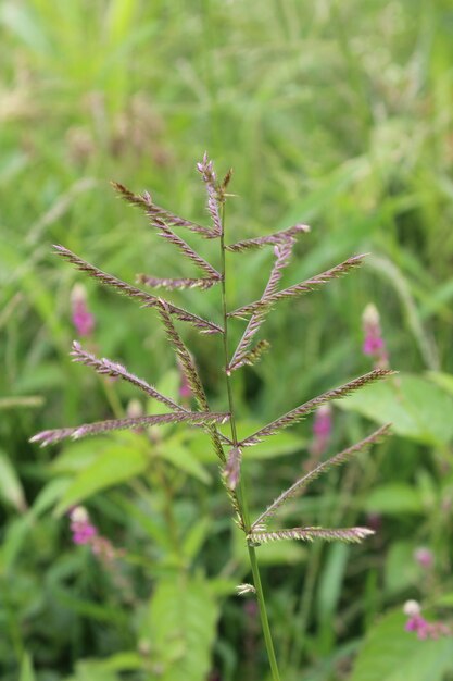 Photo eriochloa polystachya caribbean cupgrass or carib grass