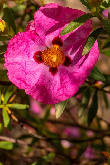 Eriostemon myoporoides from Australia pink flowers in Iturraran Natural Park Basque Country