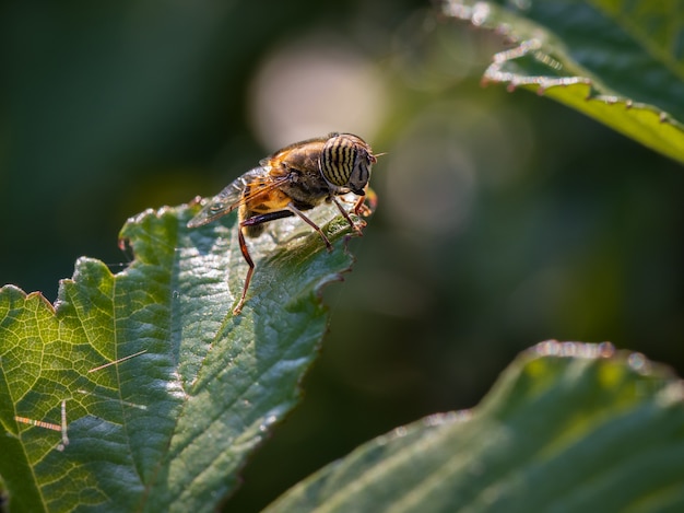 Eristalinus taeniops. Fly of the family Syrphidae.