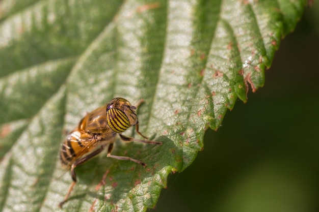 Eristalinus taeniops is a species of hoverfly, also known as the band-eyed drone fly.