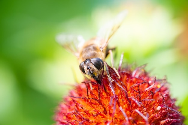 Eristalis tenax is a hoverfly also known as the drone fly