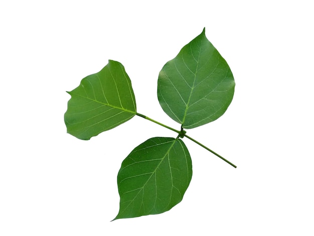 Erythrina variegata tree with green leaves on white background