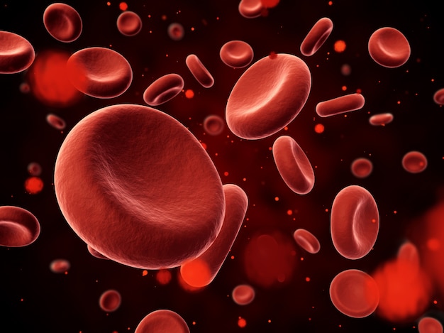 Erythrocyte