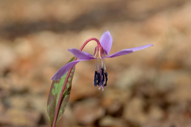 Erythronium denscanis Dog39s tooth violet Fawn lilies