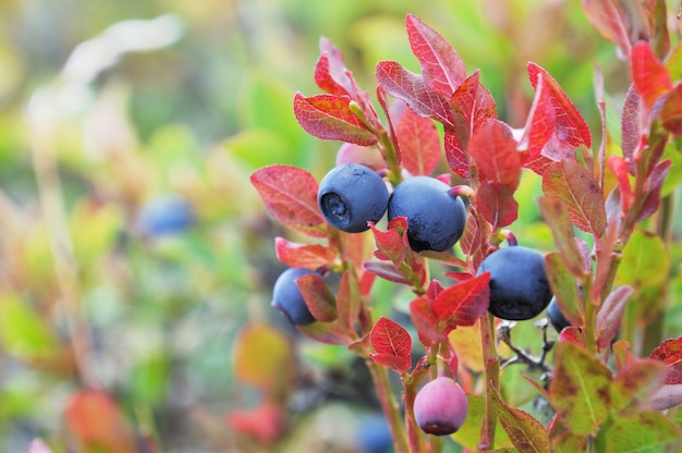 Esh blueberries in red foliage