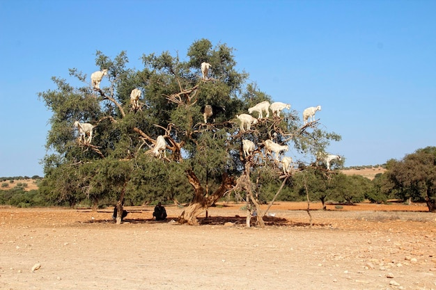 Essaouira Morocco Spring 2017 Goats on top of a tree