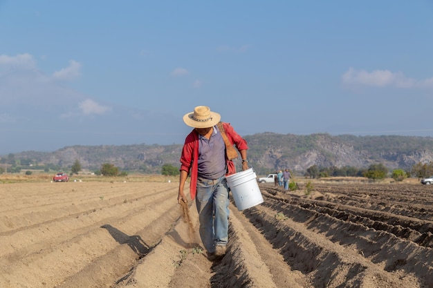 Essential agricultural work Peasant spreading farm manure in the field