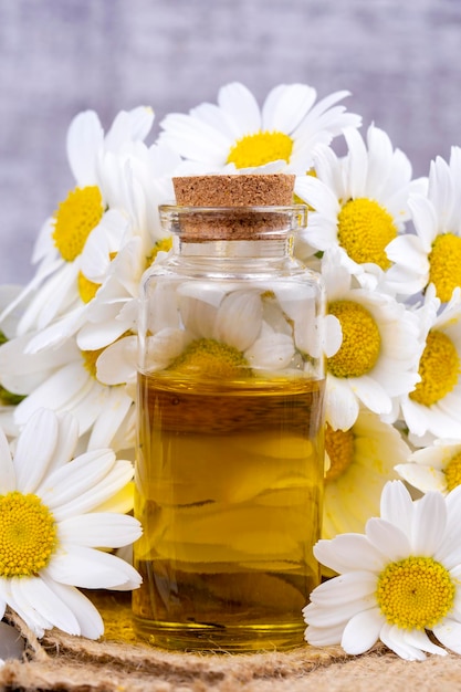 Essential oil in glass bottle with fresh chamomile flowers, beauty treatment.