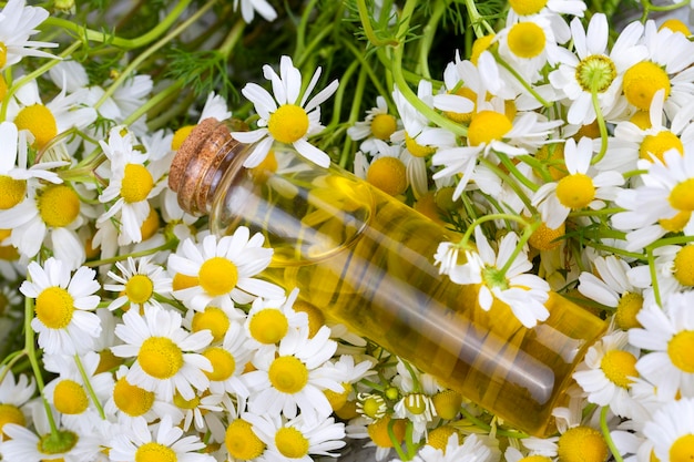 Essential oil in glass bottle with fresh chamomile flowers, beauty treatment.