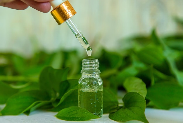 Essential oils of herbs and plants Selective focus