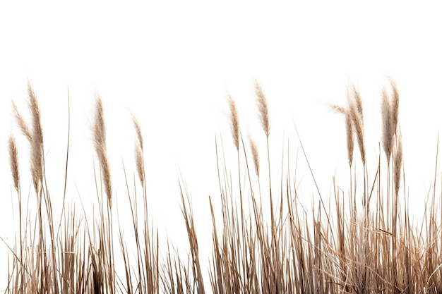 Ethereal Elegance Graceful Reeds Dancing on a White Isolated Background