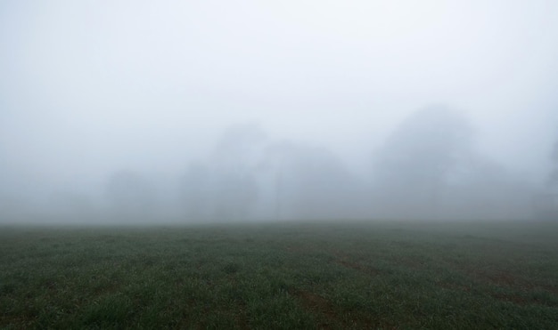 Photo ethereal foggy landscape with trees in the distance on a misty morning