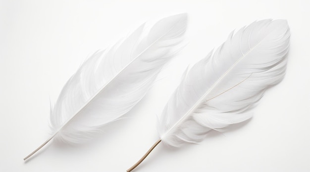 ethereal White Feather Collection