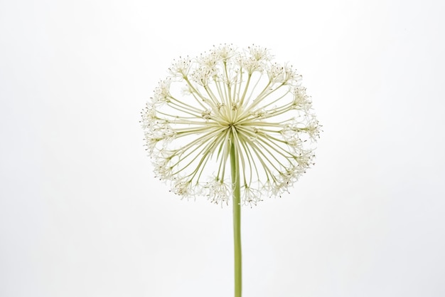 Ethereal White Flower Bloom