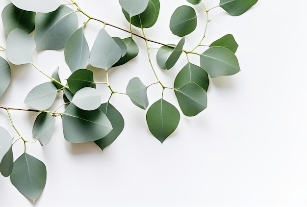 Eucalyptus branch isolated on white background