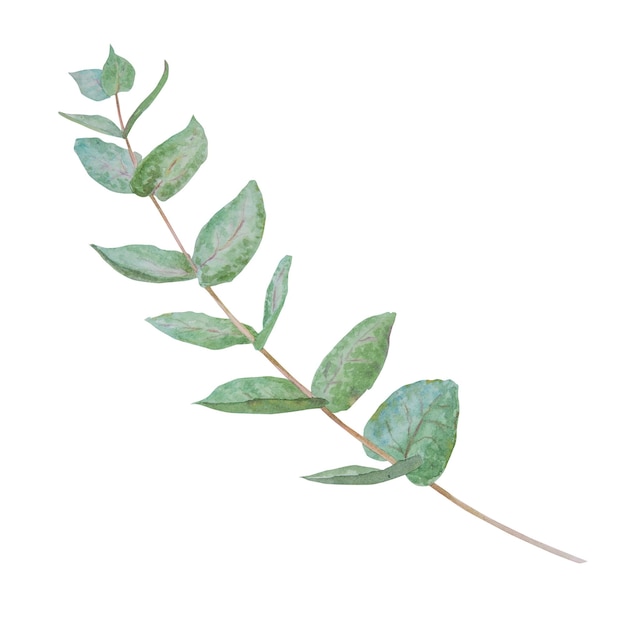 Eucalyptus branch watercolor hand drawn floral illustration Botanical painting of greenery leaves