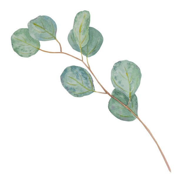 Eucalyptus branch watercolor hand drawn floral illustration Botanical painting of greenery leaves