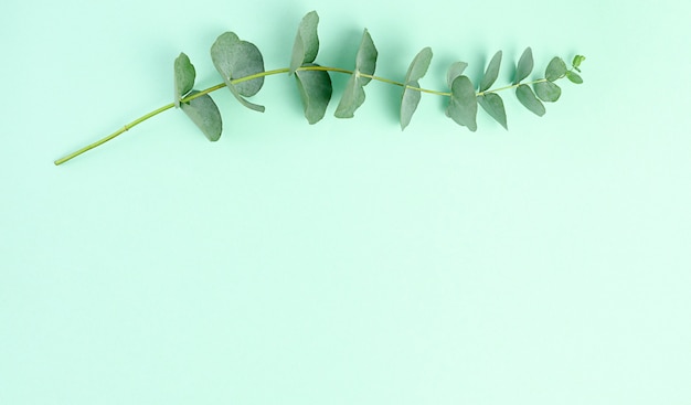 eucalyptus branches on green background. Flat lay, top view. copy space.