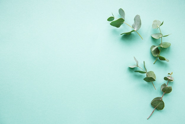 Eucalyptus branches on light green  background