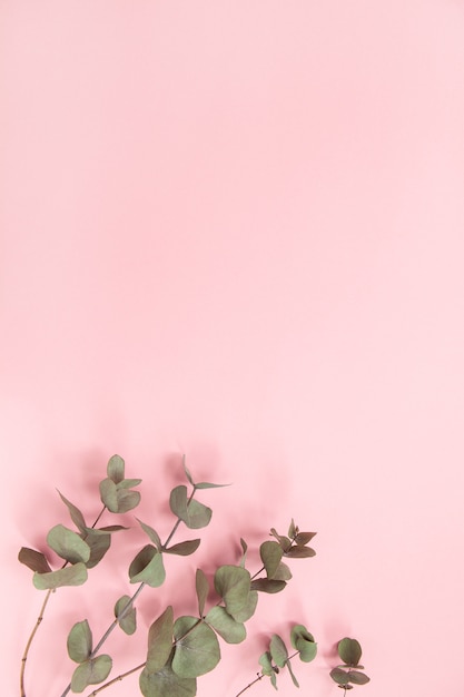 Eucalyptus branches on millennial pink