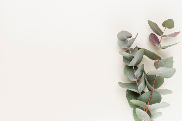 Eucalyptus composition. Pattern made of various colorful flowers on white background. Flat lay stiil life.