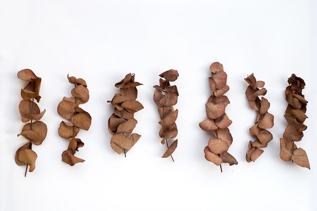 Eucalyptus dry leaves on white background.