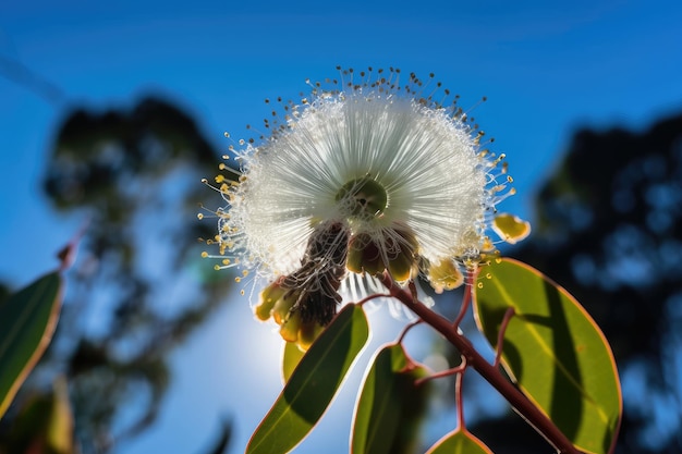 Eucalyptus flower blooming in the morning sun with clear blue skies