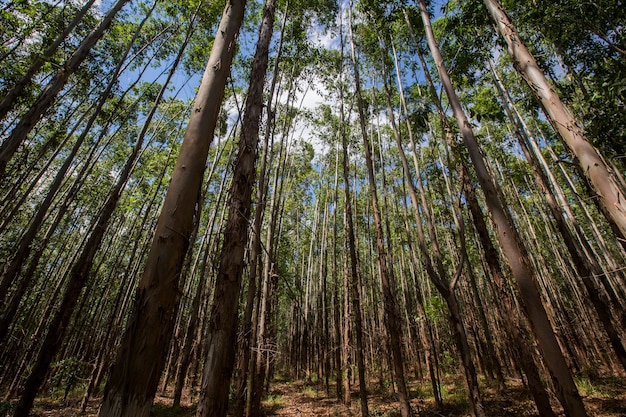 Eucalyptus forest in Sao Paulo State - Brazil. Plants for paper industry