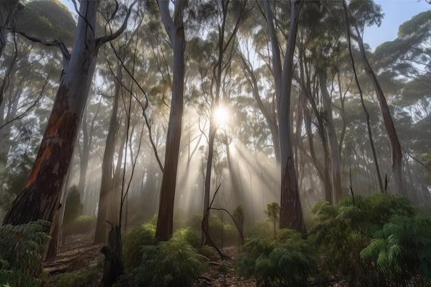 Eucalyptus forest with the sun shining through misty air