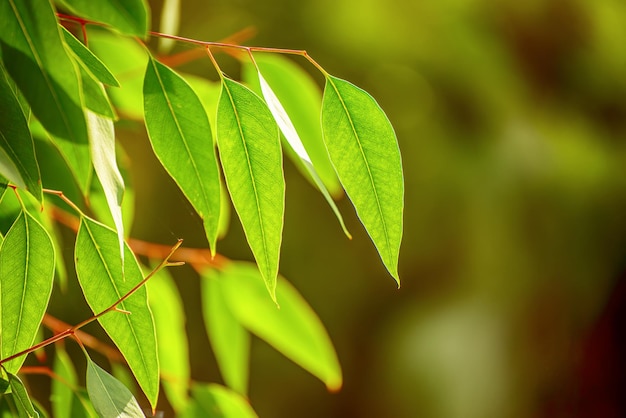 Eucalyptus green leaves abstract background with copy space, natural medical background